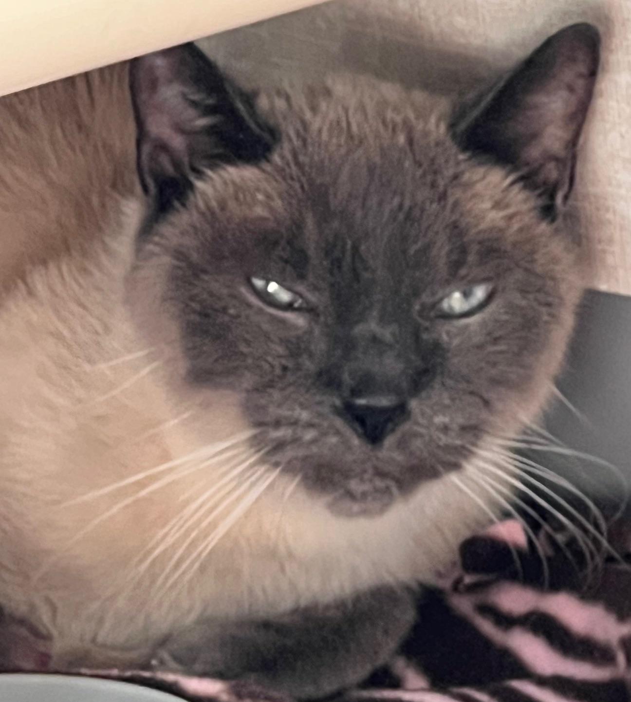 Dusty, Senior Male unknown