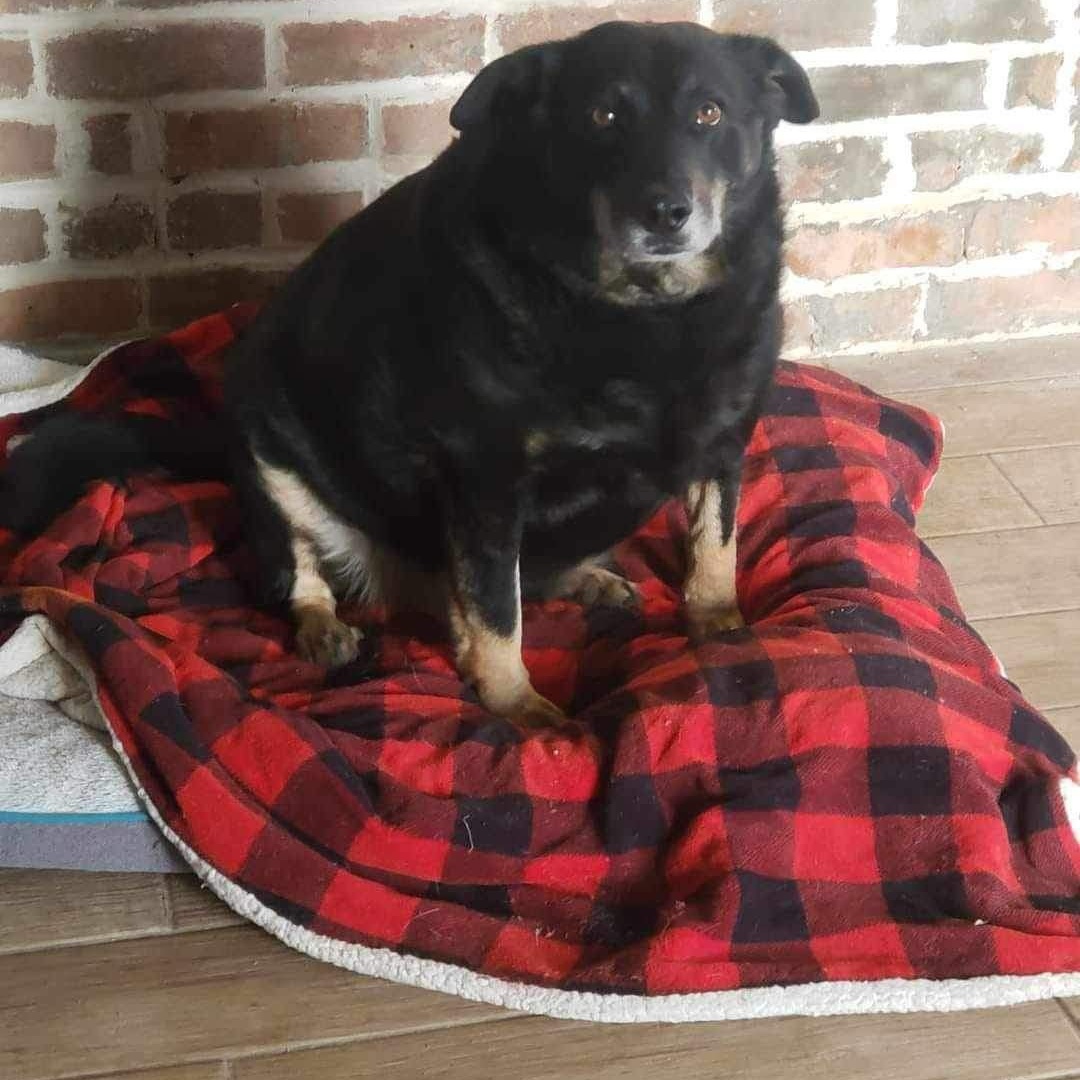 Jayden, Adoptable, Senior Male German Shepherd Dog & Chow Chow.
