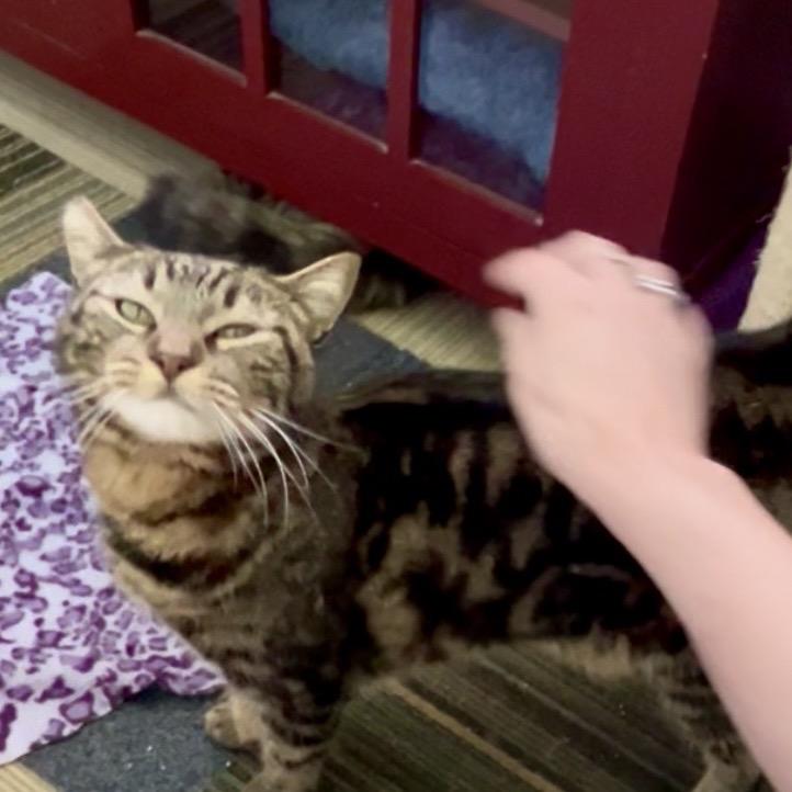 Monet, Adoptable, Adult Female Domestic Short Hair.
