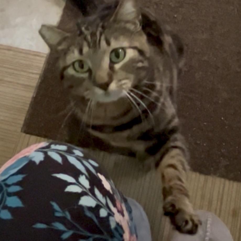 Enlarge Monet, a Adoptable Domestic Short Hair in Othello, WA image 3/5