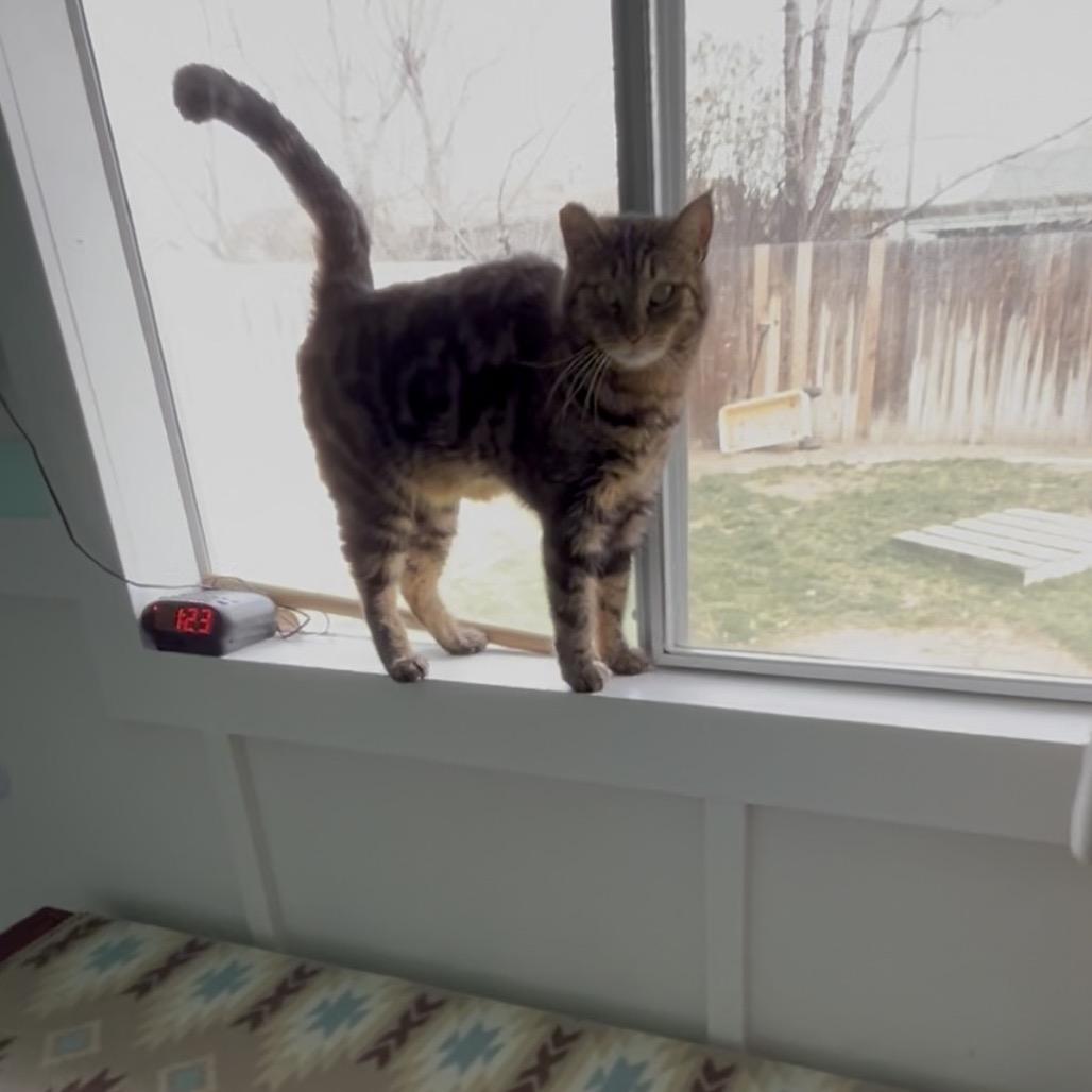 Enlarge Monet, a Adoptable Domestic Short Hair in Othello, WA image 4/5