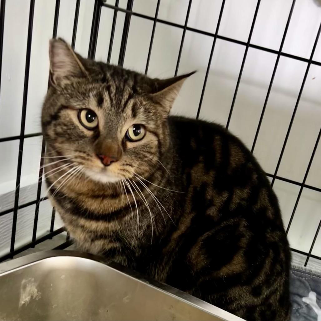 Enlarge Monet, a Adoptable Domestic Short Hair in Othello, WA image 1/1