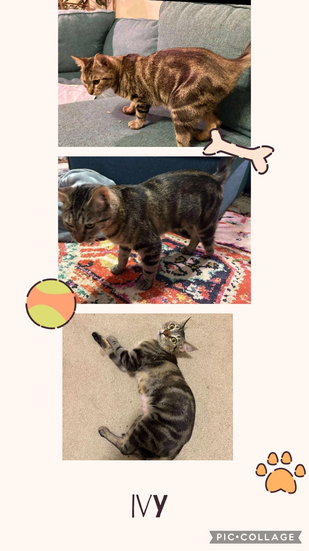 Enlarge Ivy, a Adoptable Domestic Short Hair in Newberg, OR image 1/1