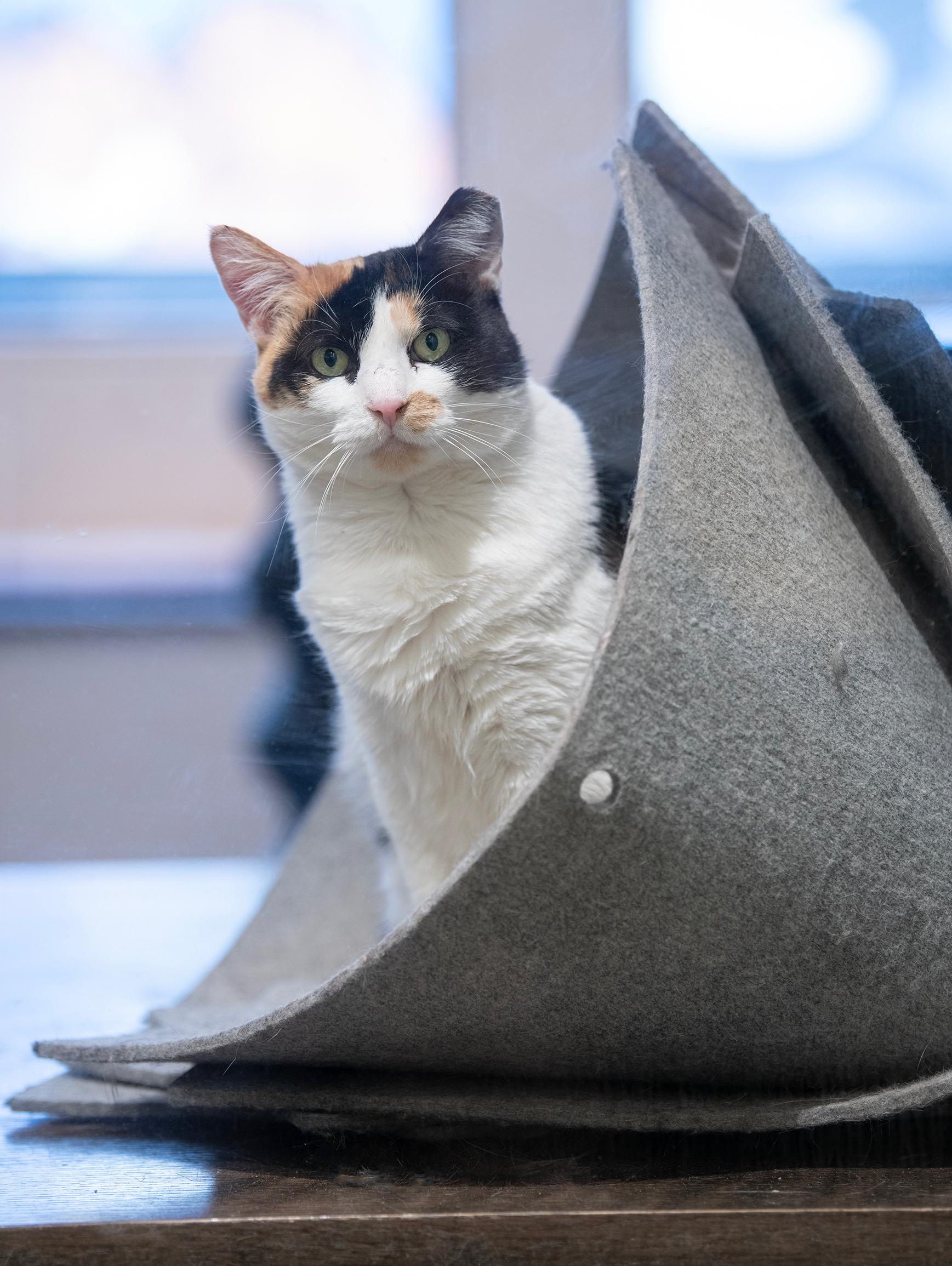 Enlarge CALLIE, a Adoptable Domestic Short Hair in New York, NY image 2/3
