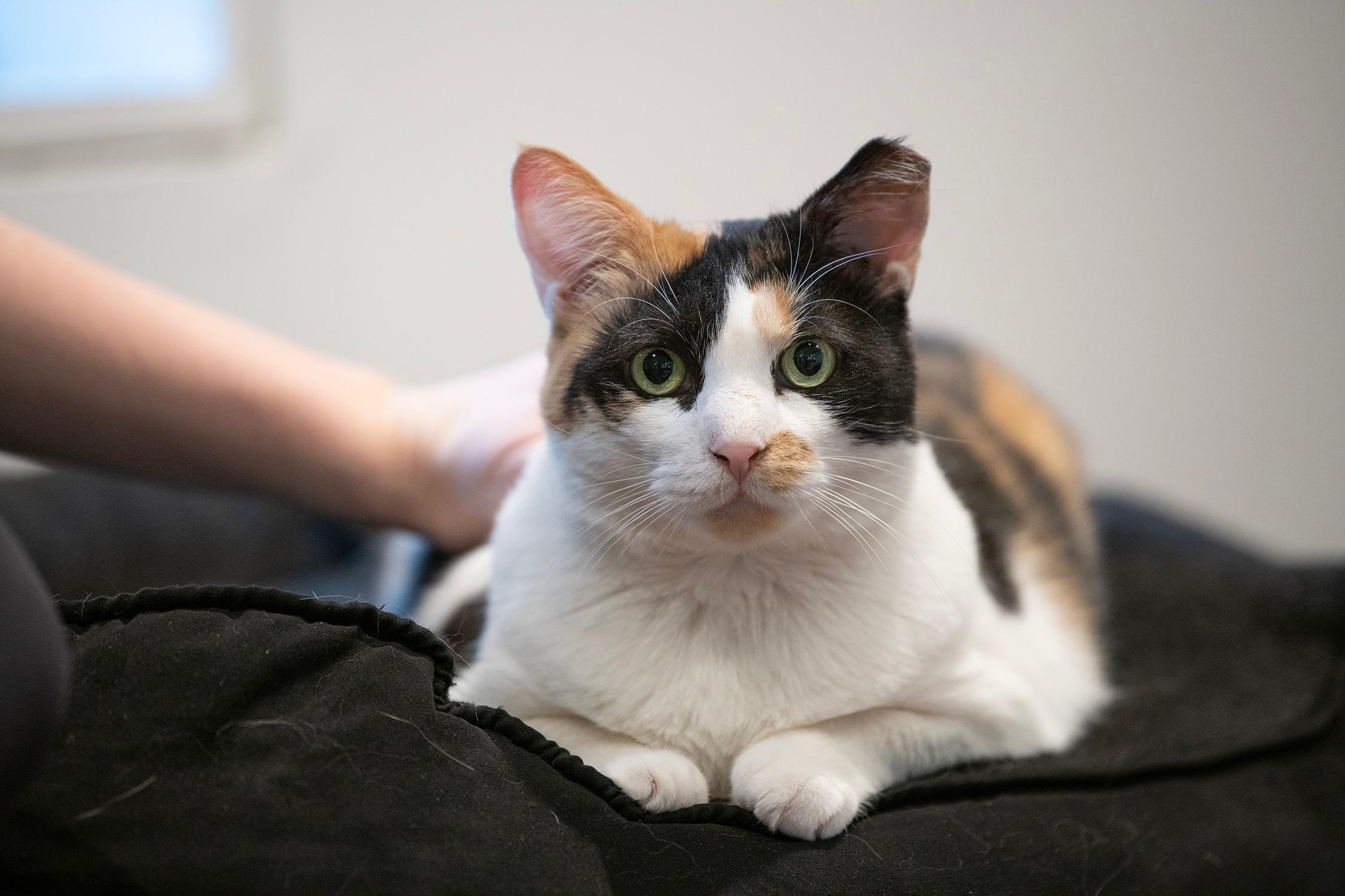 Enlarge CALLIE, a Adoptable Domestic Short Hair in New York, NY image 1/3