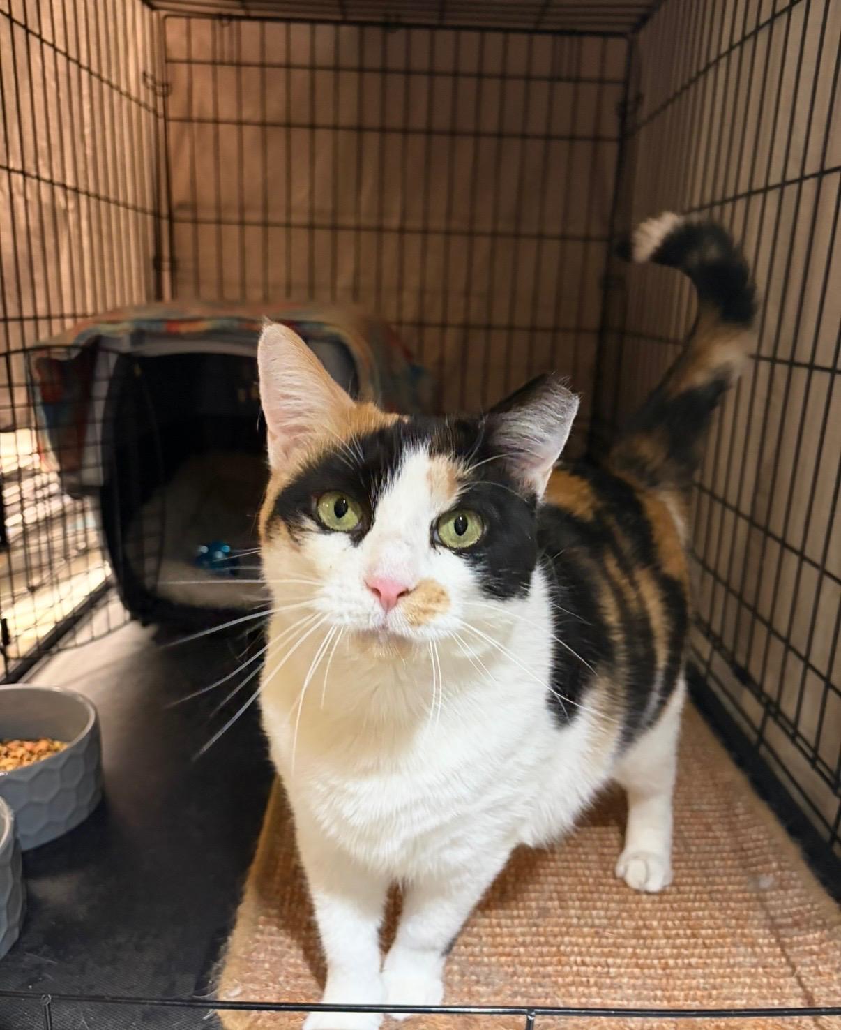 Enlarge CALLIE, a Adoptable Domestic Short Hair in New York, NY image 3/3