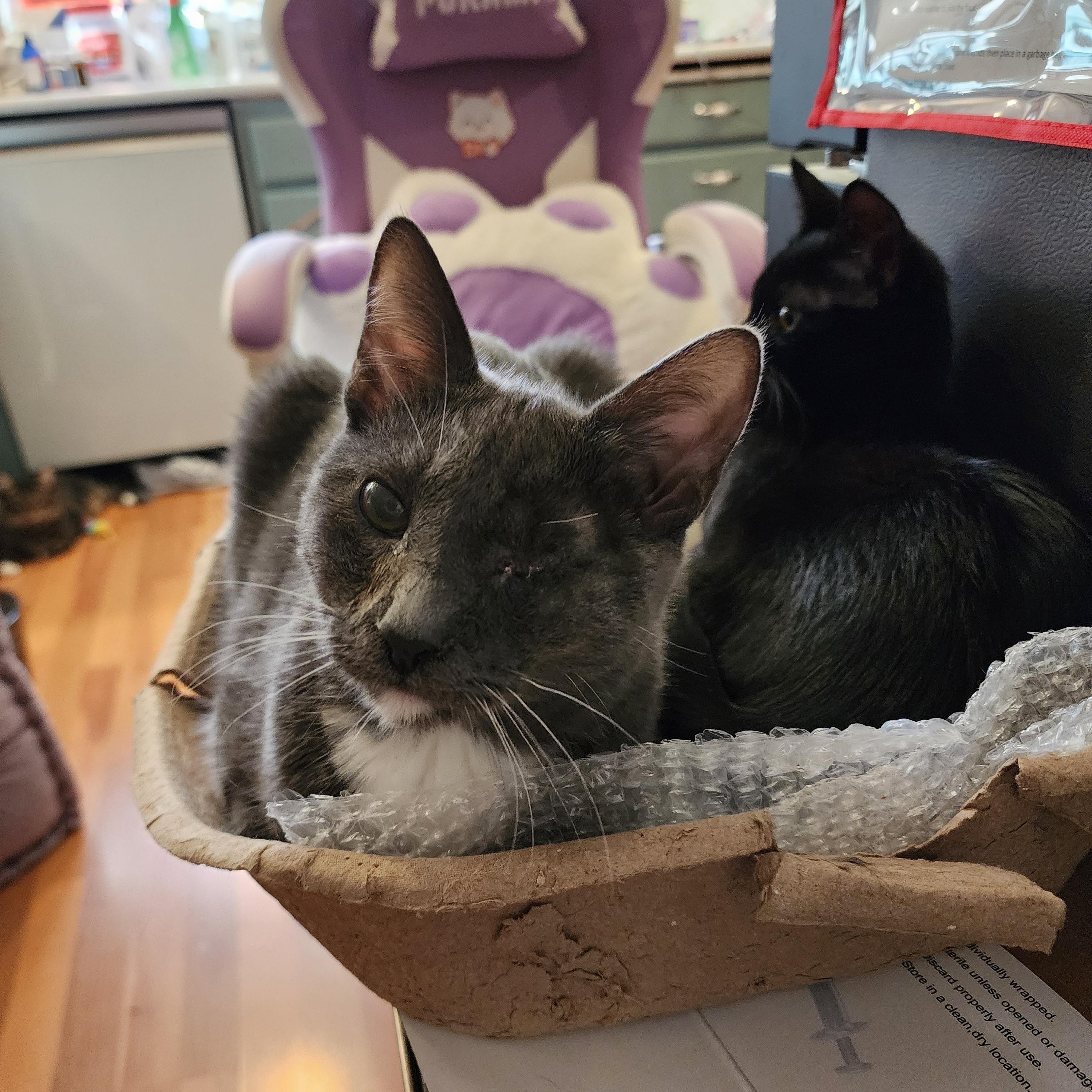Enlarge Teddy, an adopted Domestic Short Hair in Lacey, WA image 4/5
