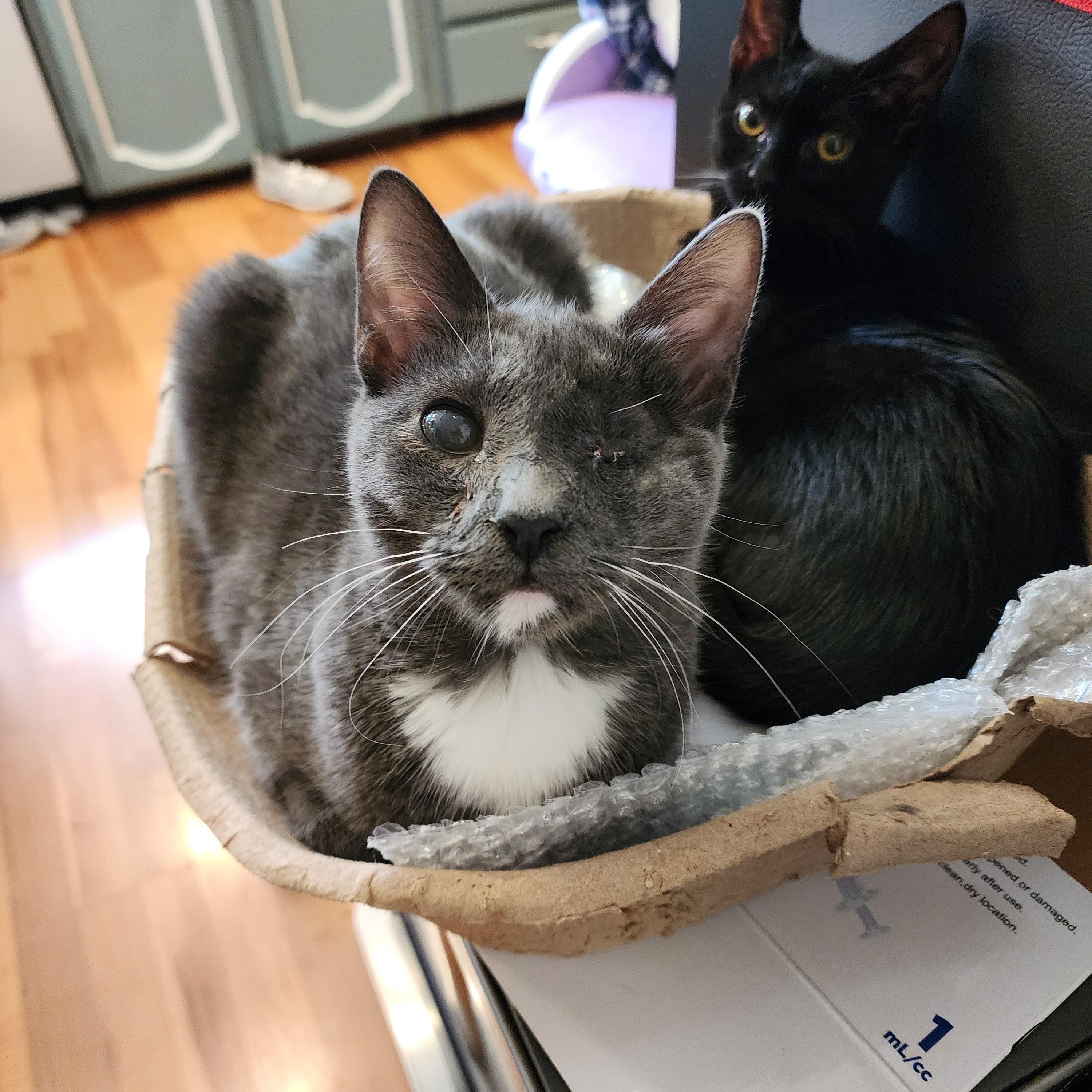 Enlarge Teddy, an adopted Domestic Short Hair in Lacey, WA image 3/5