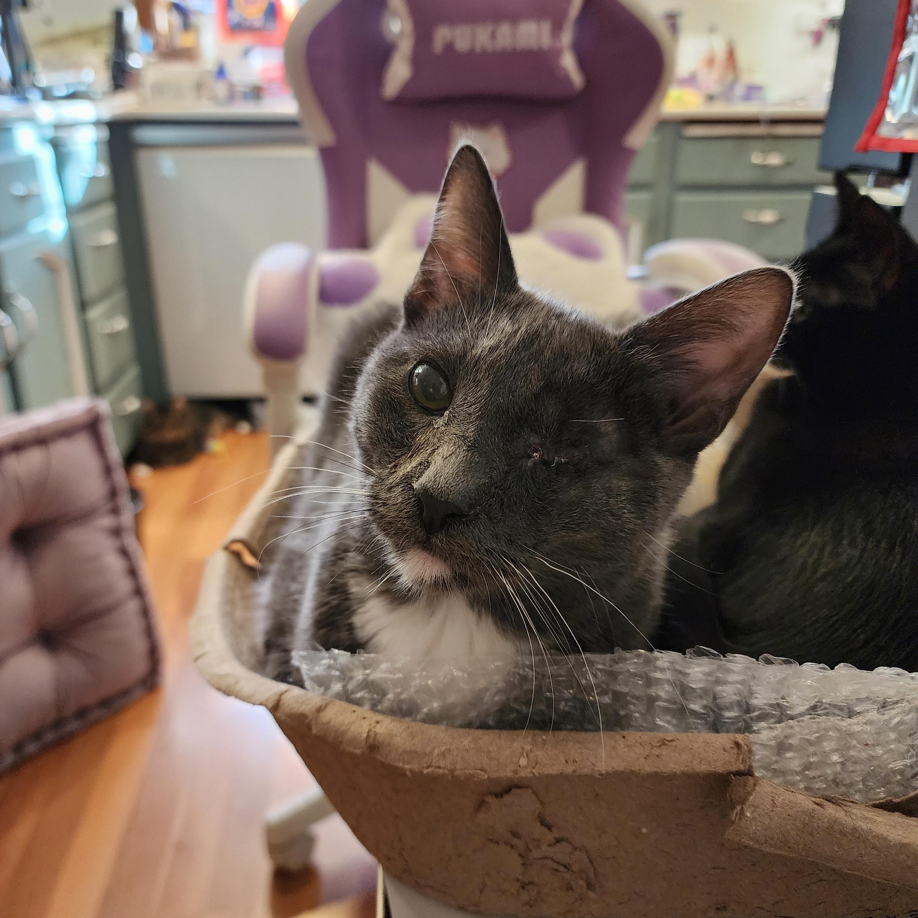 Enlarge Teddy, an adopted Domestic Short Hair in Lacey, WA image 1/5