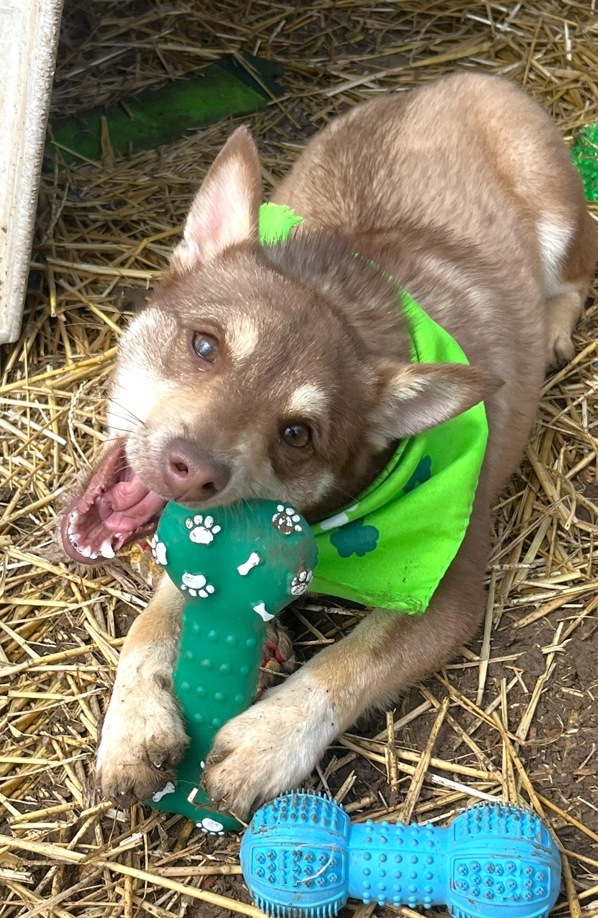 Enlarge Bobby, an adopted mixed breed in Godley, TX image 6/6