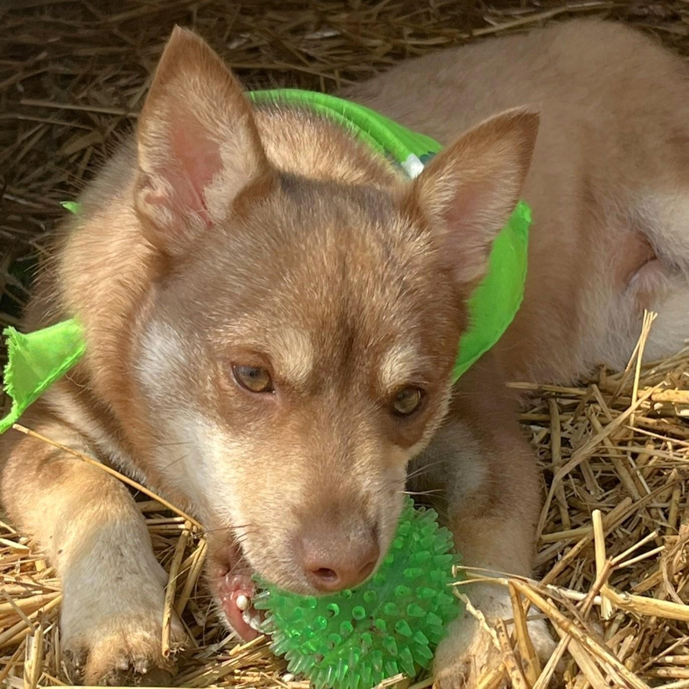 Enlarge Bobby, an adopted mixed breed in Godley, TX image 2/6