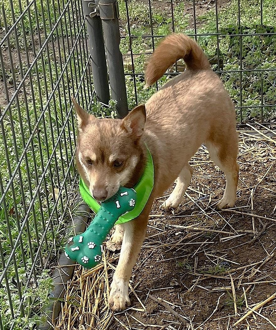 Enlarge Bobby, an adopted mixed breed in Godley, TX image 5/6