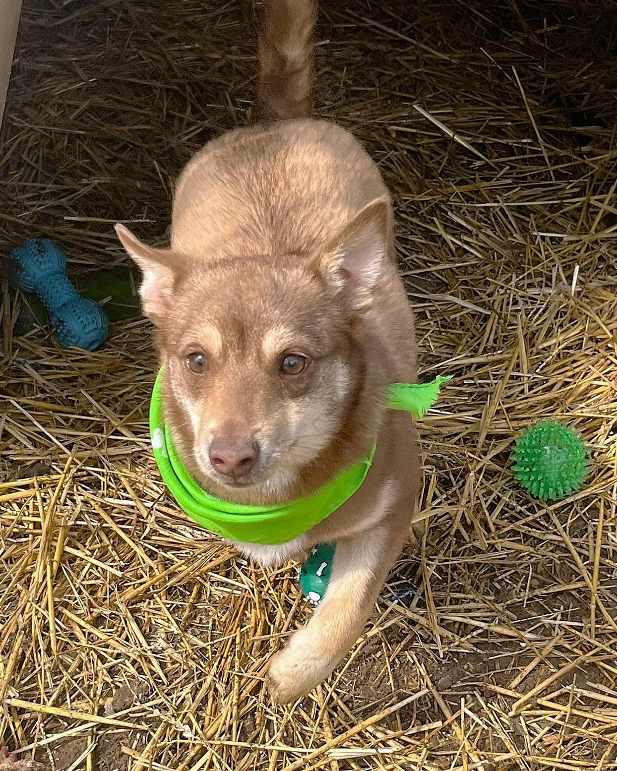 Enlarge Bobby, an adopted mixed breed in Godley, TX image 3/6