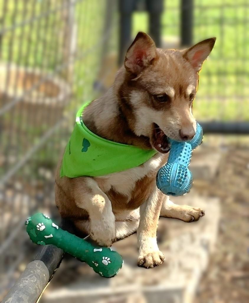 Enlarge Bobby, an adopted mixed breed in Godley, TX image 4/6