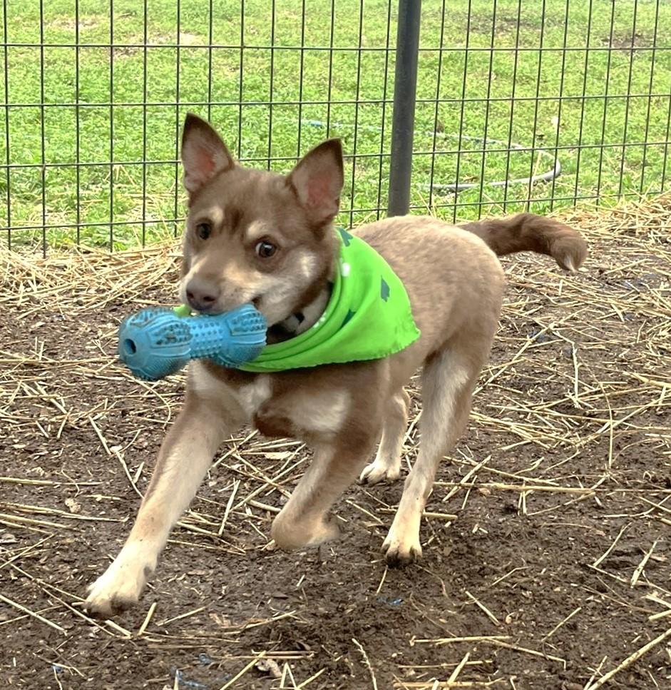 Bobby, adopted, Puppy Male Terrier & Chihuahua.