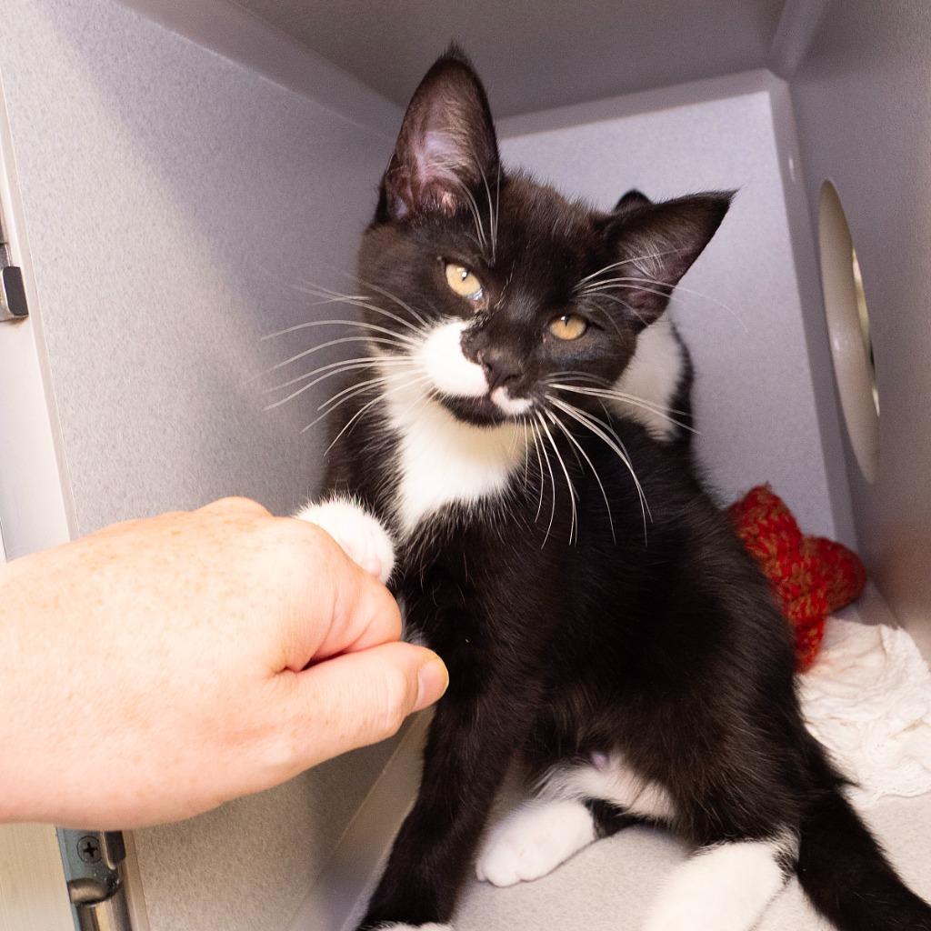 Enlarge Ross Geller, a Adoptable mixed breed in Shoreline, WA image 1/5