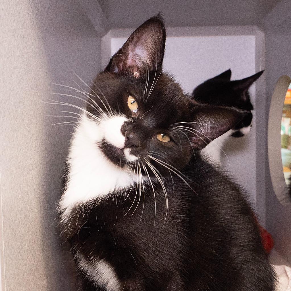 Enlarge Ross Geller, a Adoptable mixed breed in Shoreline, WA image 2/5