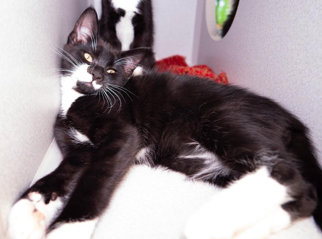 Enlarge Ross Geller, a Adoptable mixed breed in Shoreline, WA image 3/5