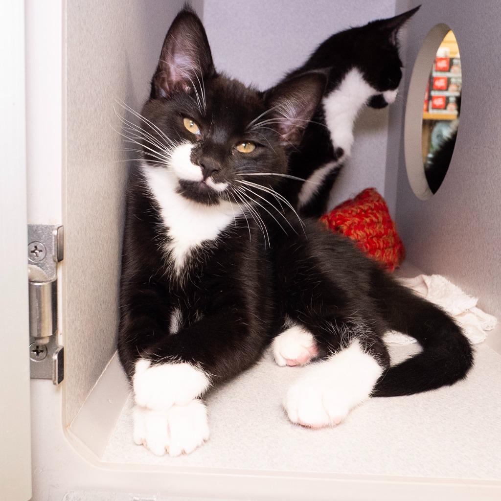 Enlarge Ross Geller, a Adoptable mixed breed in Shoreline, WA image 4/5