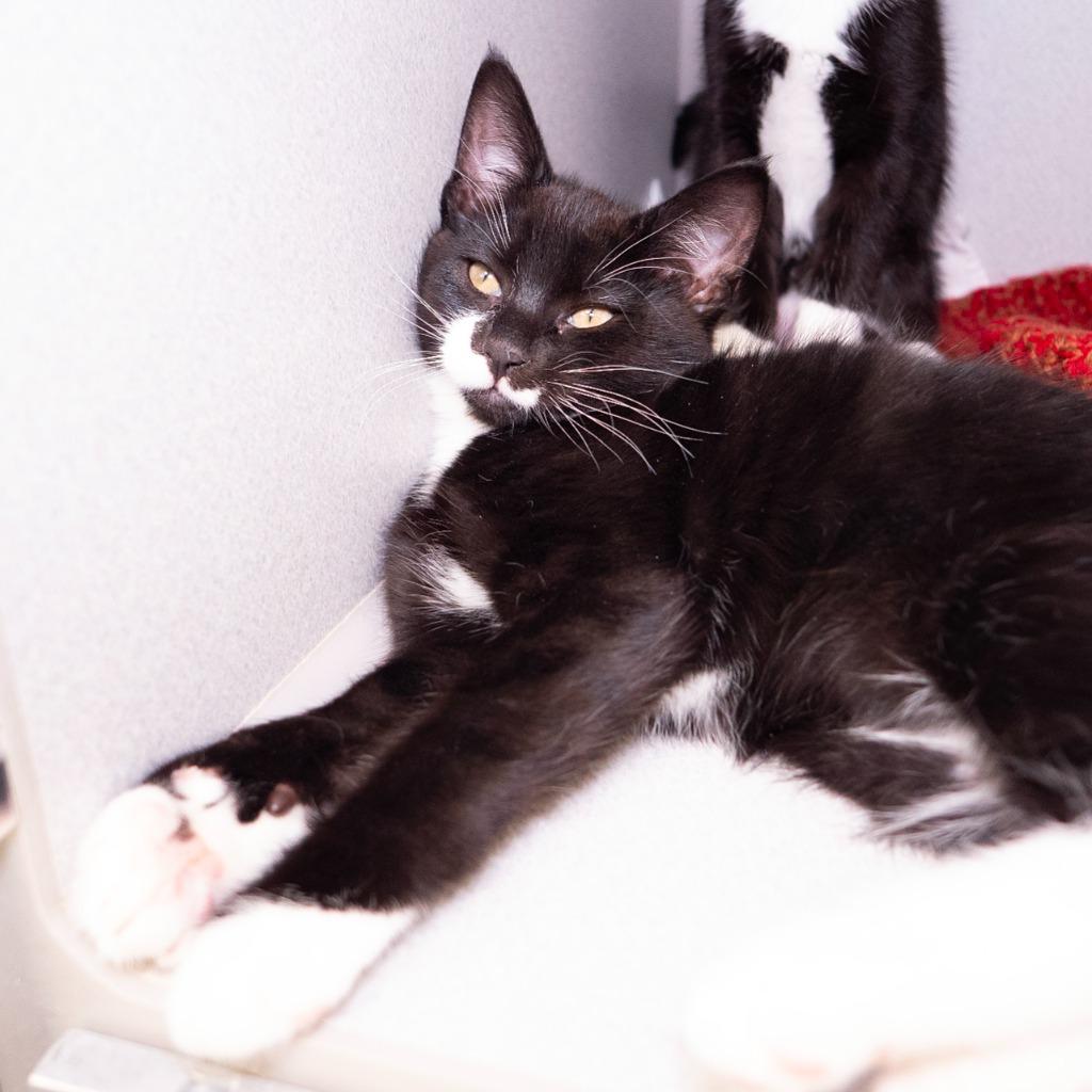 Enlarge Ross Geller, a Adoptable mixed breed in Shoreline, WA image 5/5