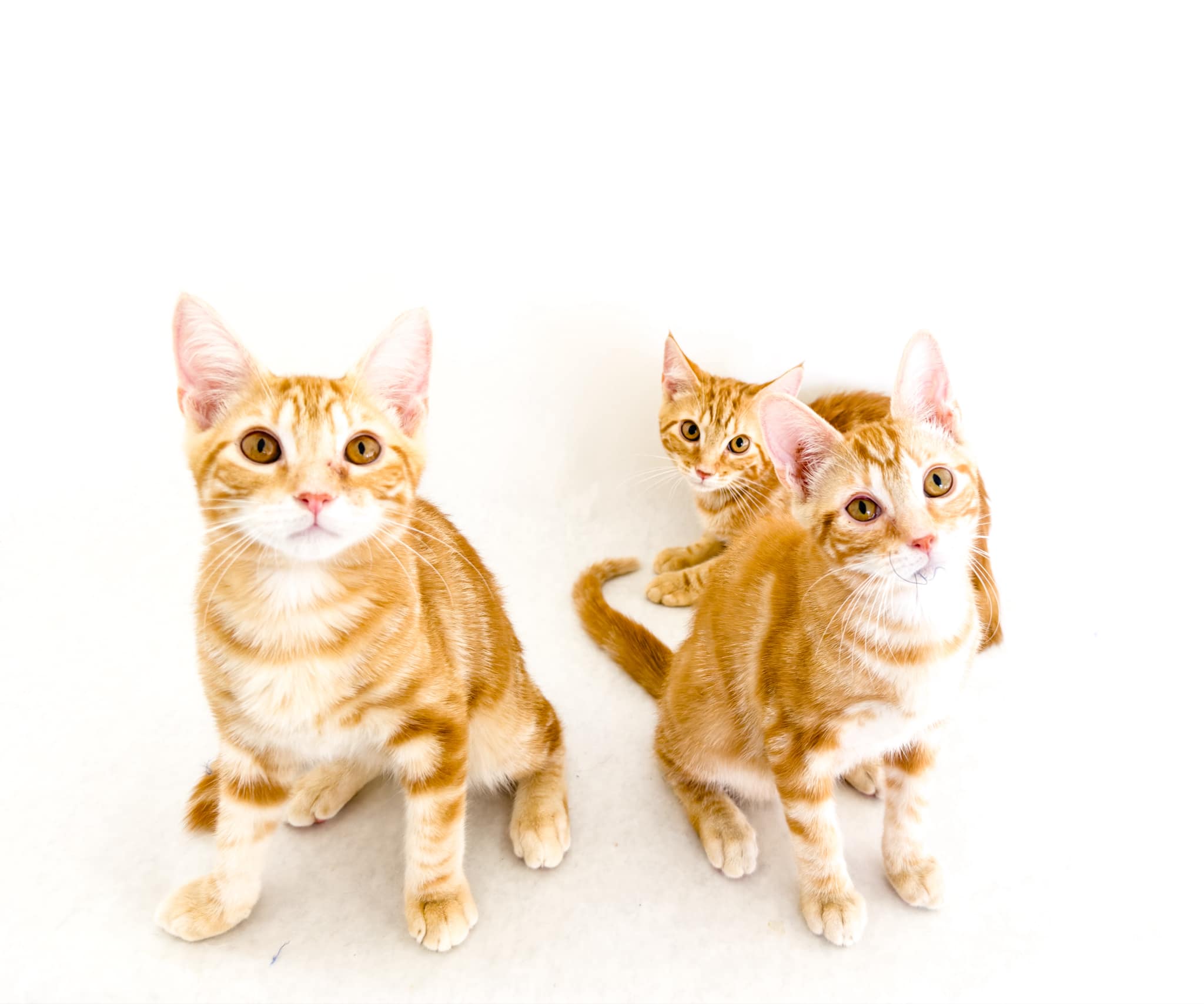 RERUN, XEROX and DITTO, Adoptable, Kitten Male Tabby.
