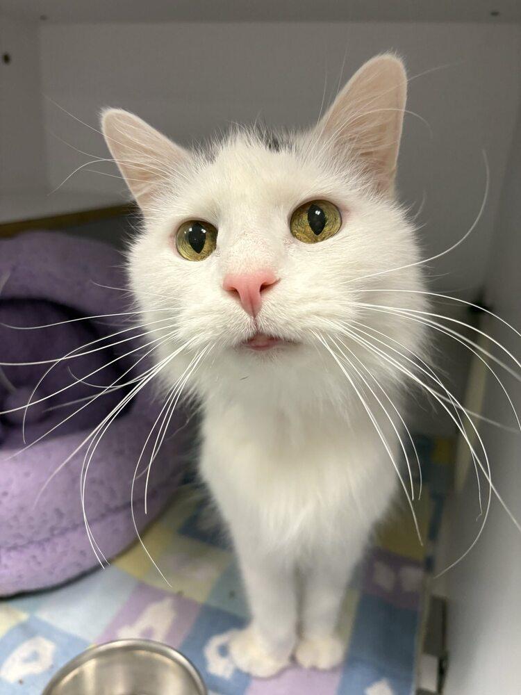 Enlarge Napkin, a Adoptable Domestic Medium Hair in Trenton, ME image 1/2