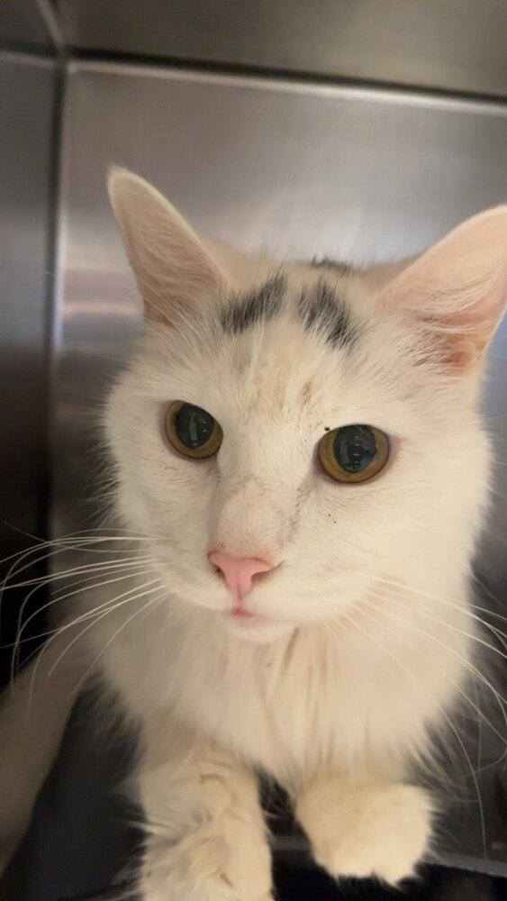 Enlarge Napkin, a Adoptable Domestic Medium Hair in Trenton, ME image 2/2