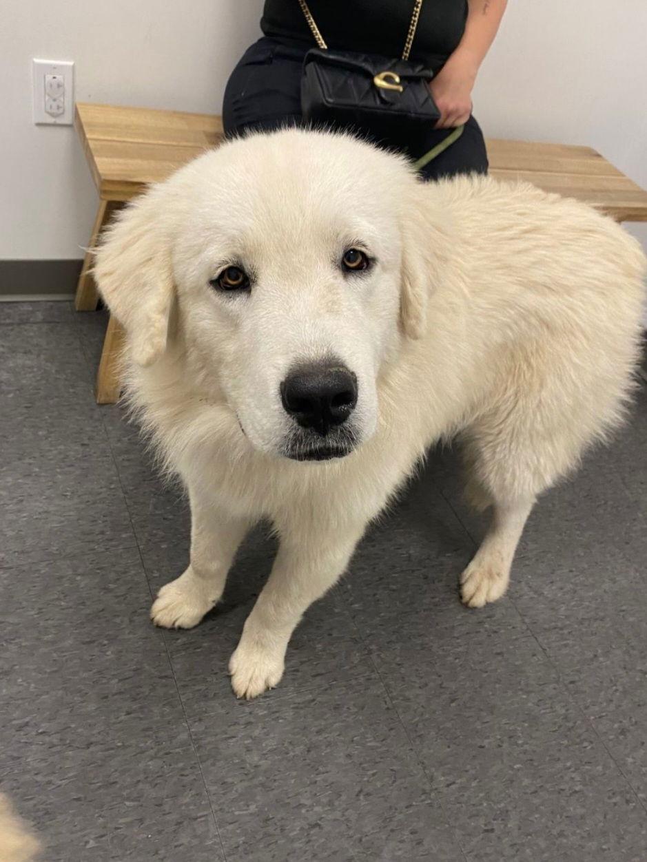 Enlarge Oso, a Adoptable Great Pyrenees in Houston, TX image 2/2
