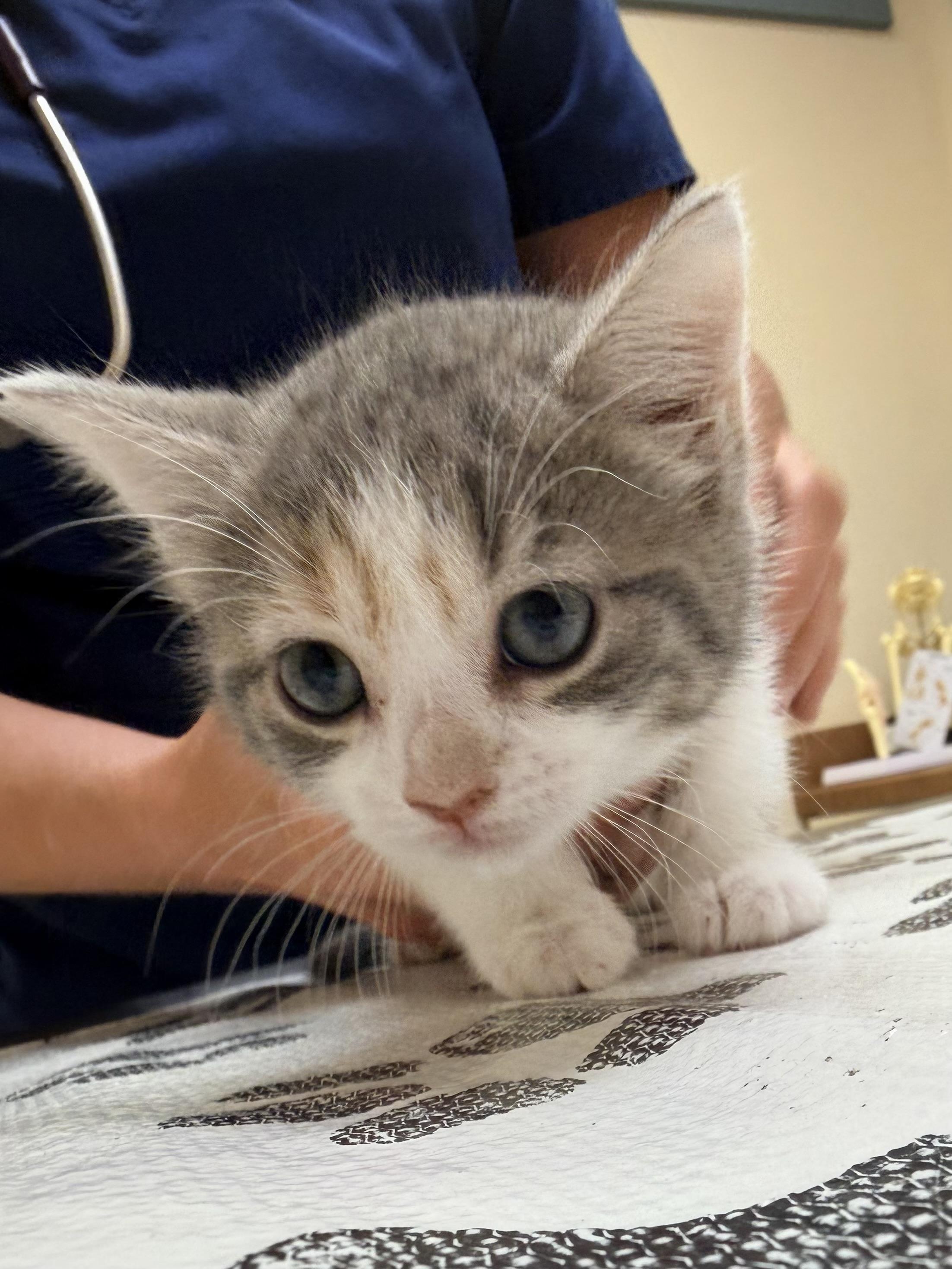 Enlarge Ginger, a ADOPTABLE Calico in Clifton, NJ image 5/5