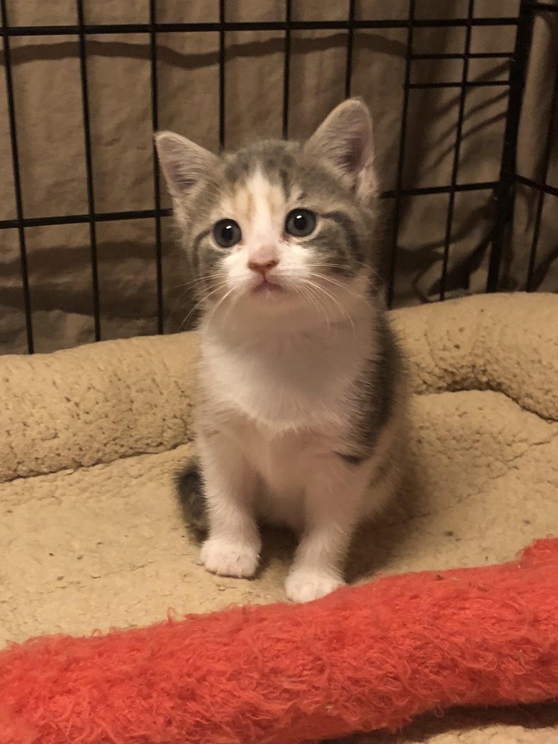 Enlarge Ginger, a ADOPTABLE Calico in Clifton, NJ image 2/5