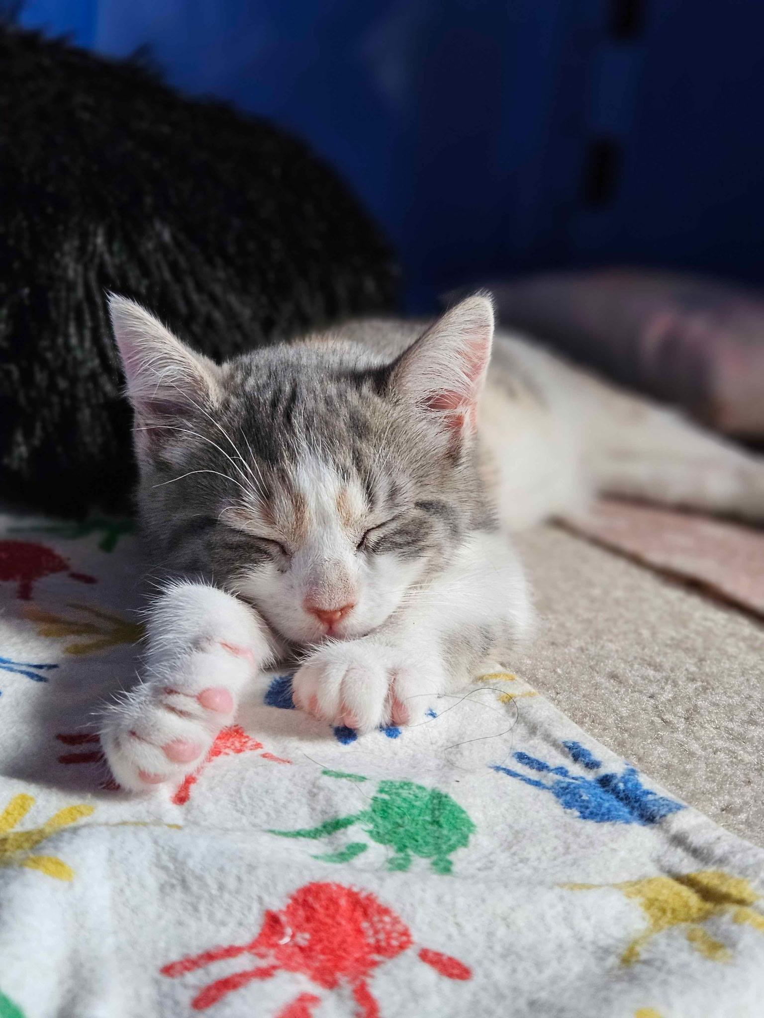 Ginger, a ADOPTABLE Calico in Clifton, NJ image 2/5