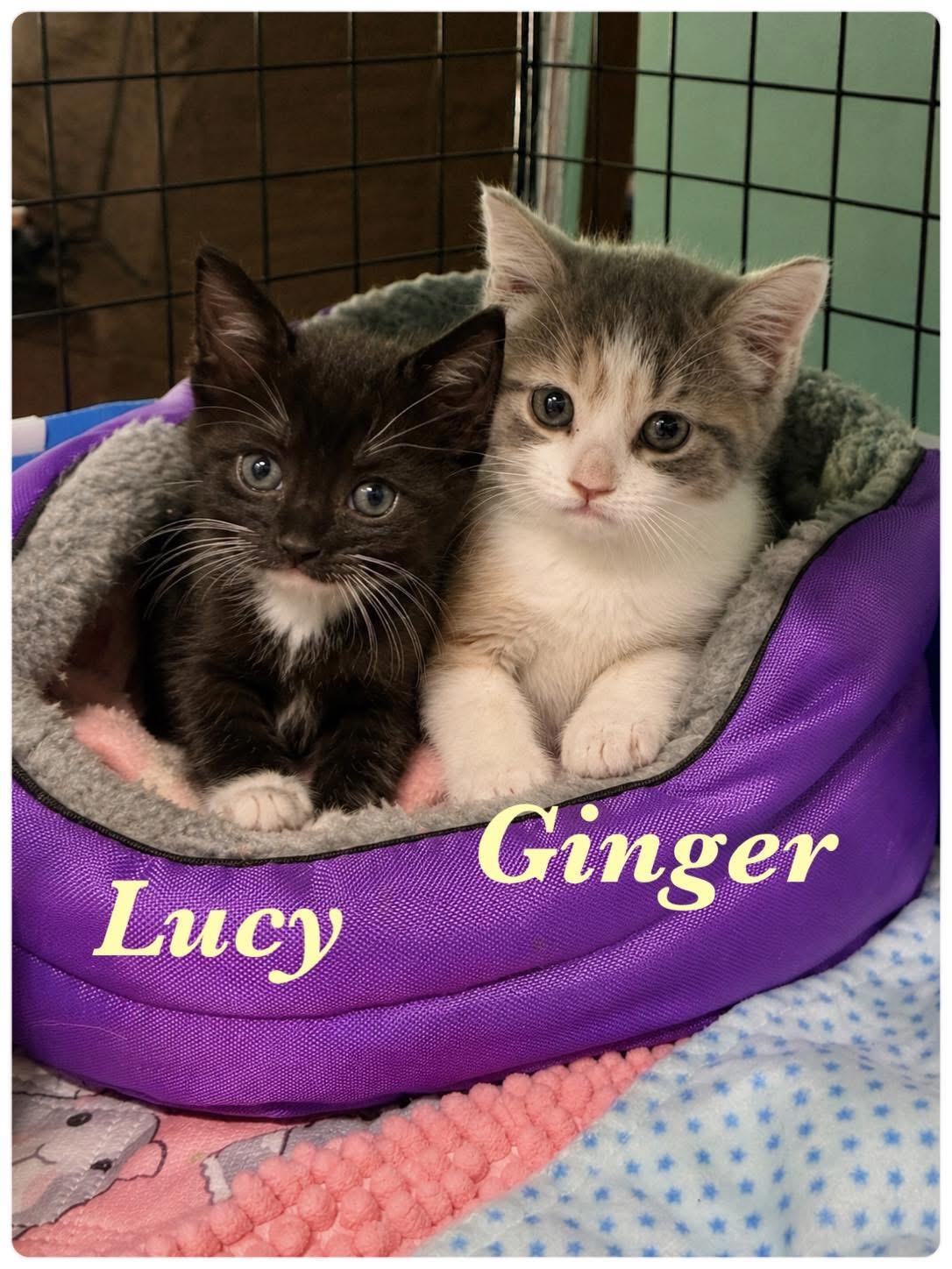 Enlarge Ginger, a ADOPTABLE Calico in Clifton, NJ image 1/5