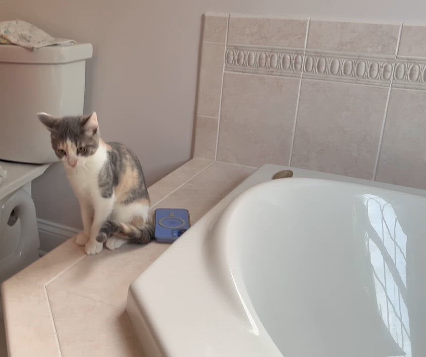 Enlarge Ginger, a ADOPTABLE Calico in Clifton, NJ video 4/6