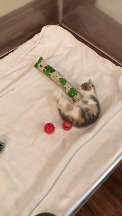 Enlarge Ginger, a ADOPTABLE Calico in Clifton, NJ video 3/5