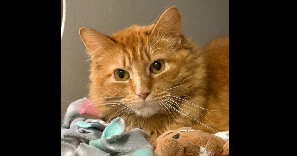 Enlarge Hurricane, a Adoptable Domestic Medium Hair in Anoka, MN image 1/1
