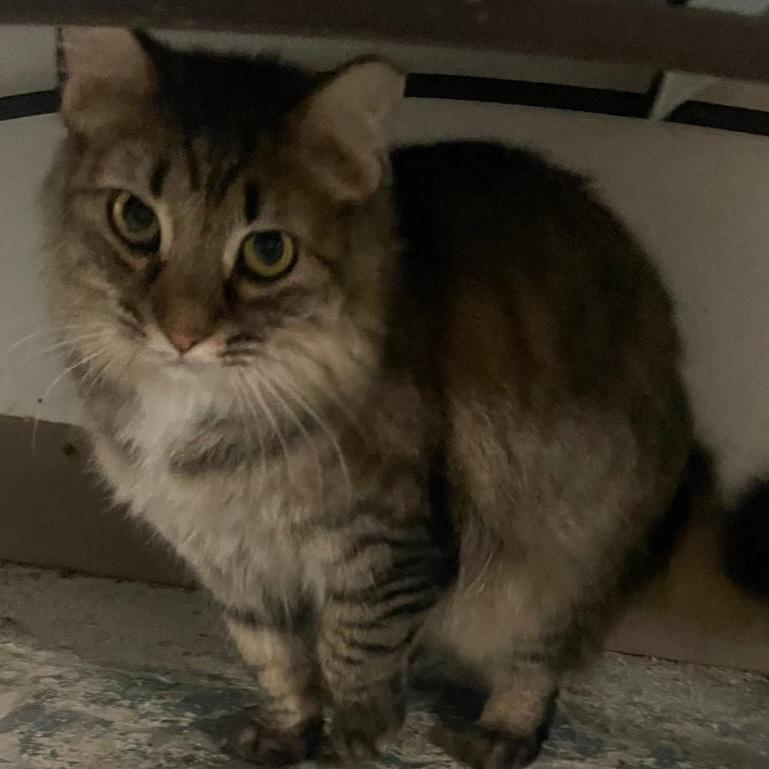 Enlarge (working cat) Alex, a ADOPTABLE Tabby in Billings, MT image 1/1