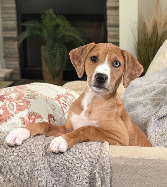 Doja, adopted, Puppy Female Hound.