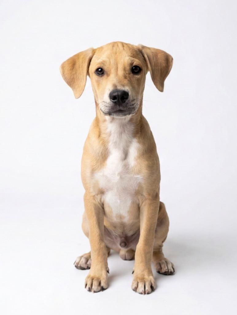 Enlarge Huckleberry, a Adoptable mixed breed in Hudson, NY image 1/1