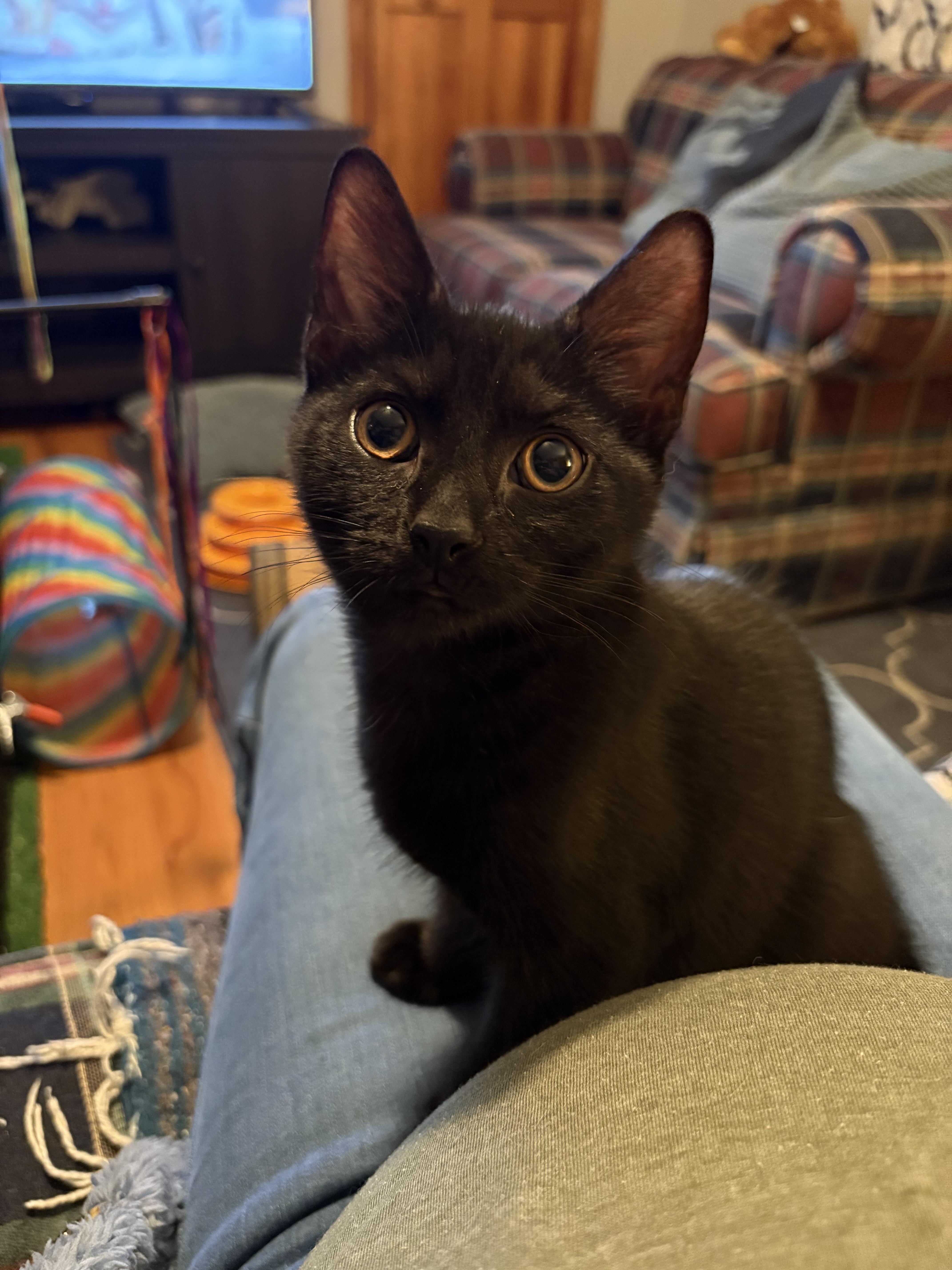 Paprika, adopted, Kitten Male Domestic Short Hair.