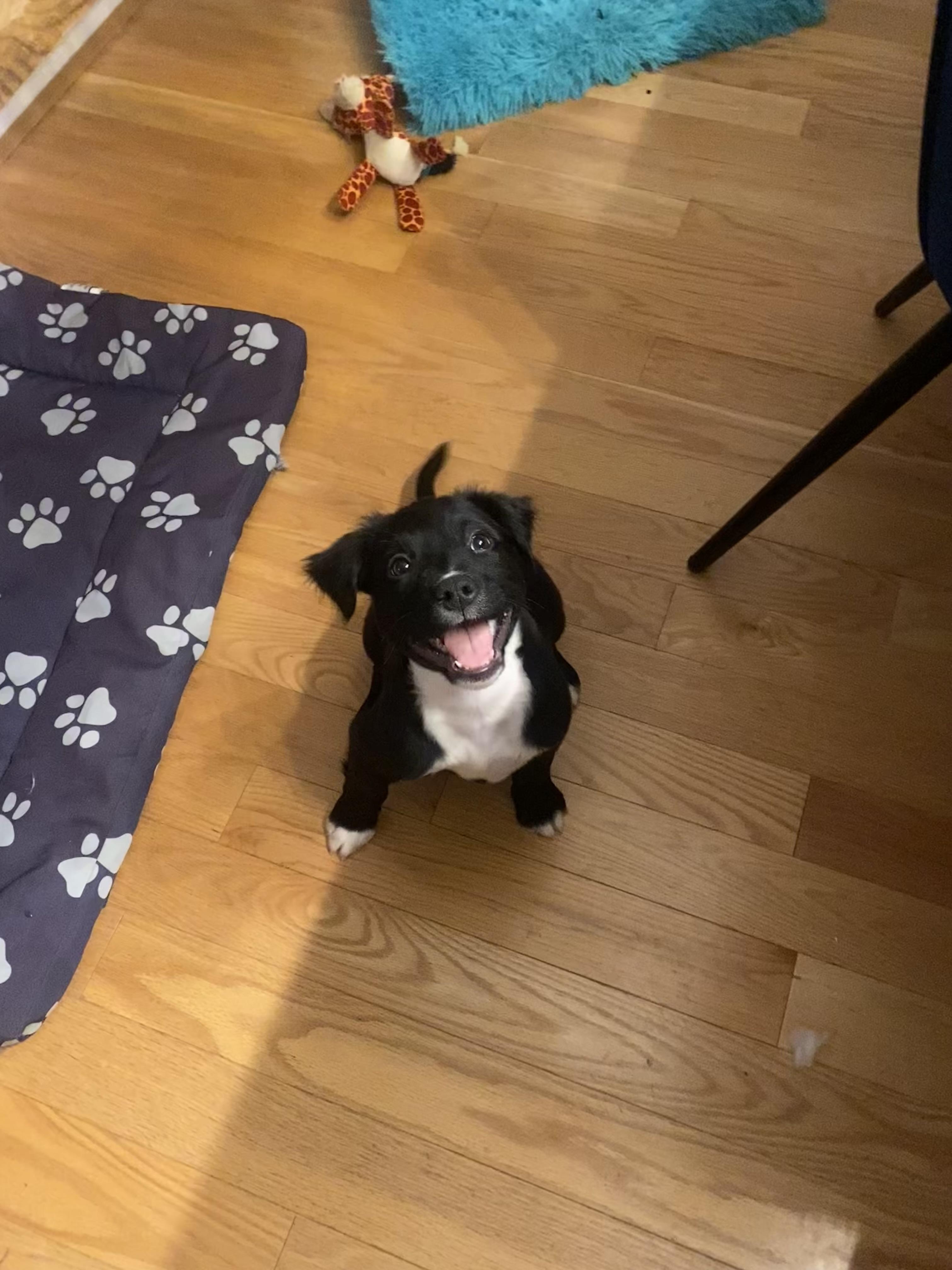 Enlarge Dark Stalker , an adopted Mixed Breed in Millersville, MD image 6/6