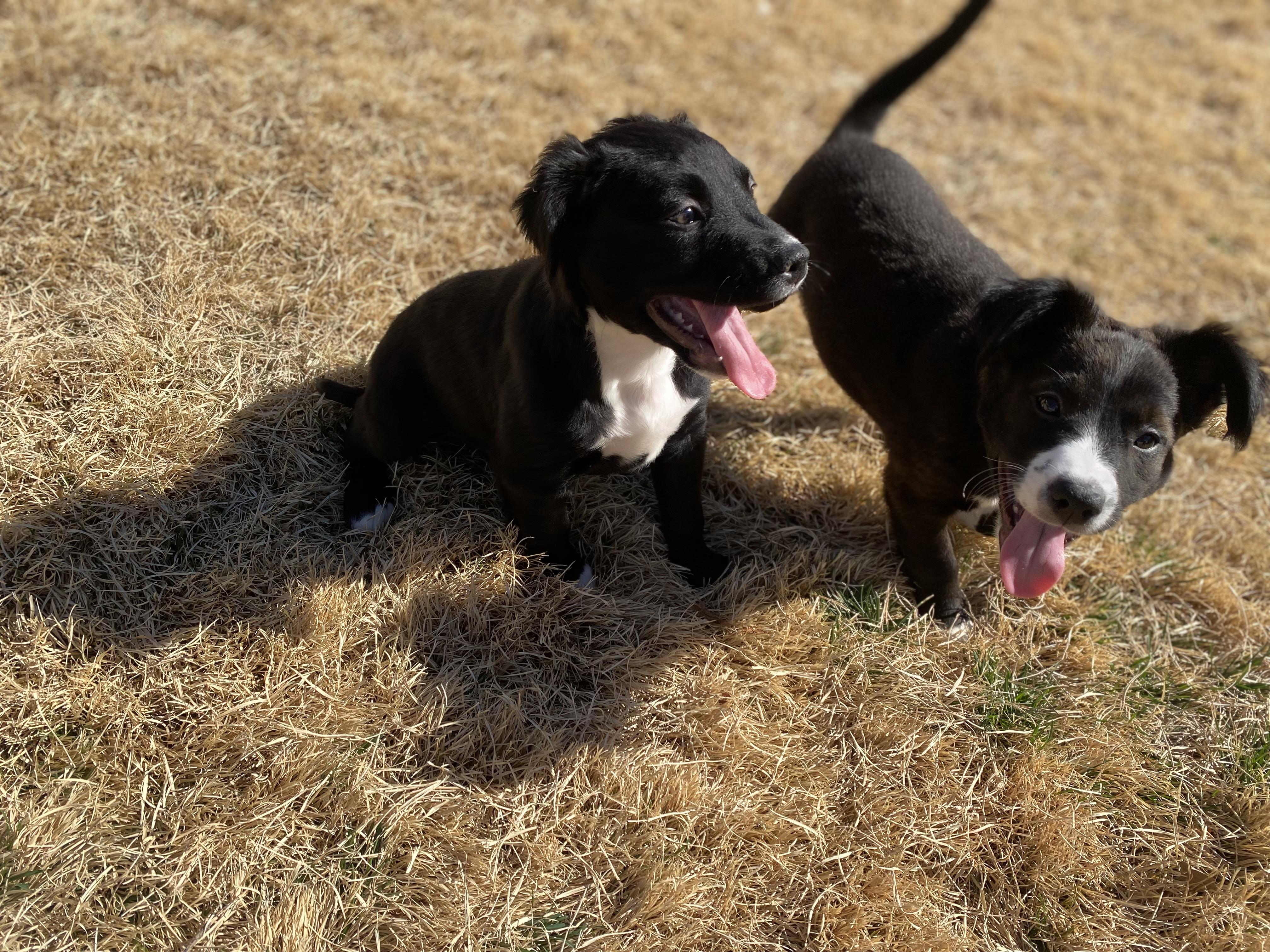 Enlarge Dark Stalker , an adopted Mixed Breed in Millersville, MD image 3/6