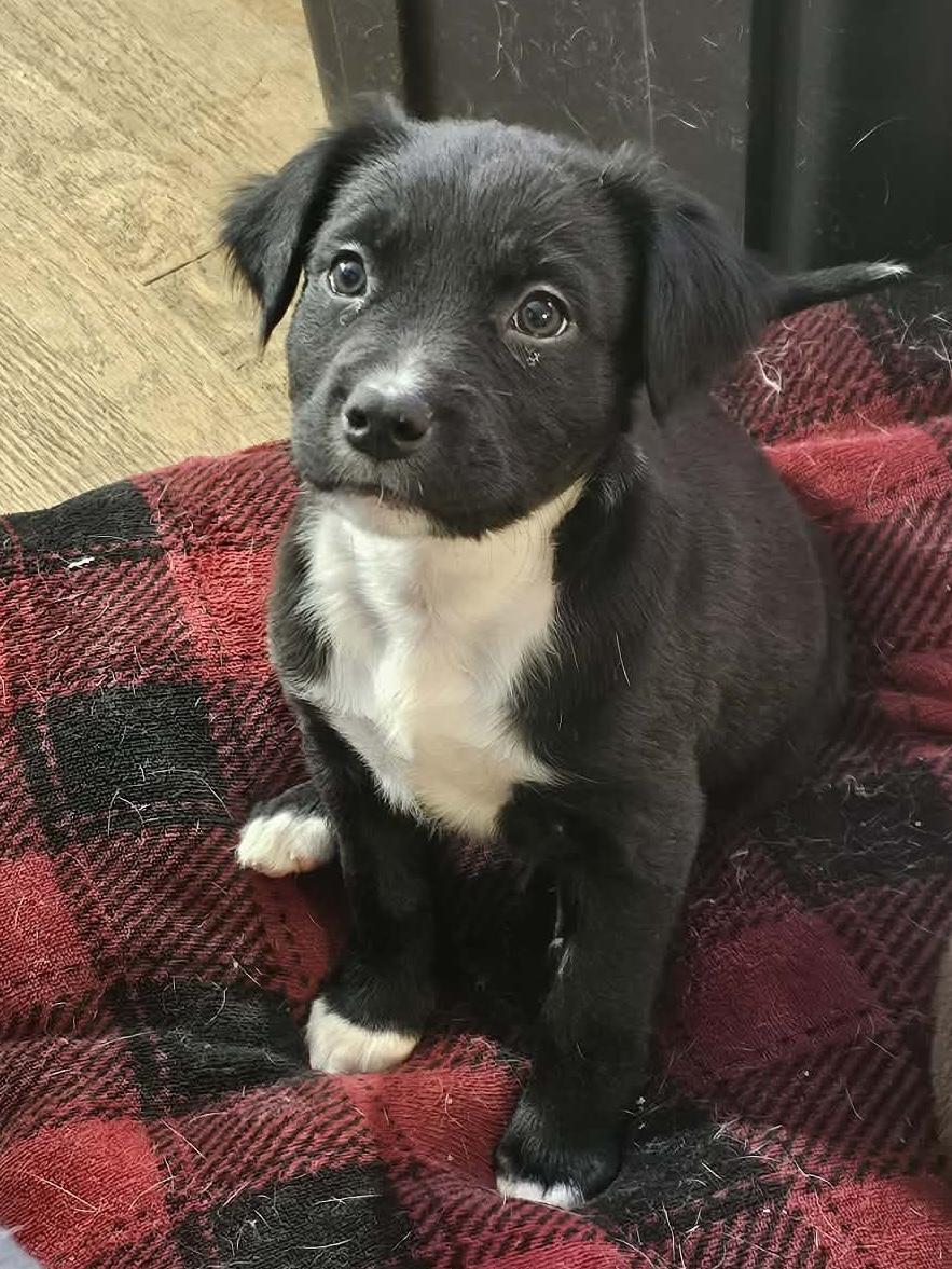 Enlarge Dark Stalker , an adopted Mixed Breed in Millersville, MD image 1/6