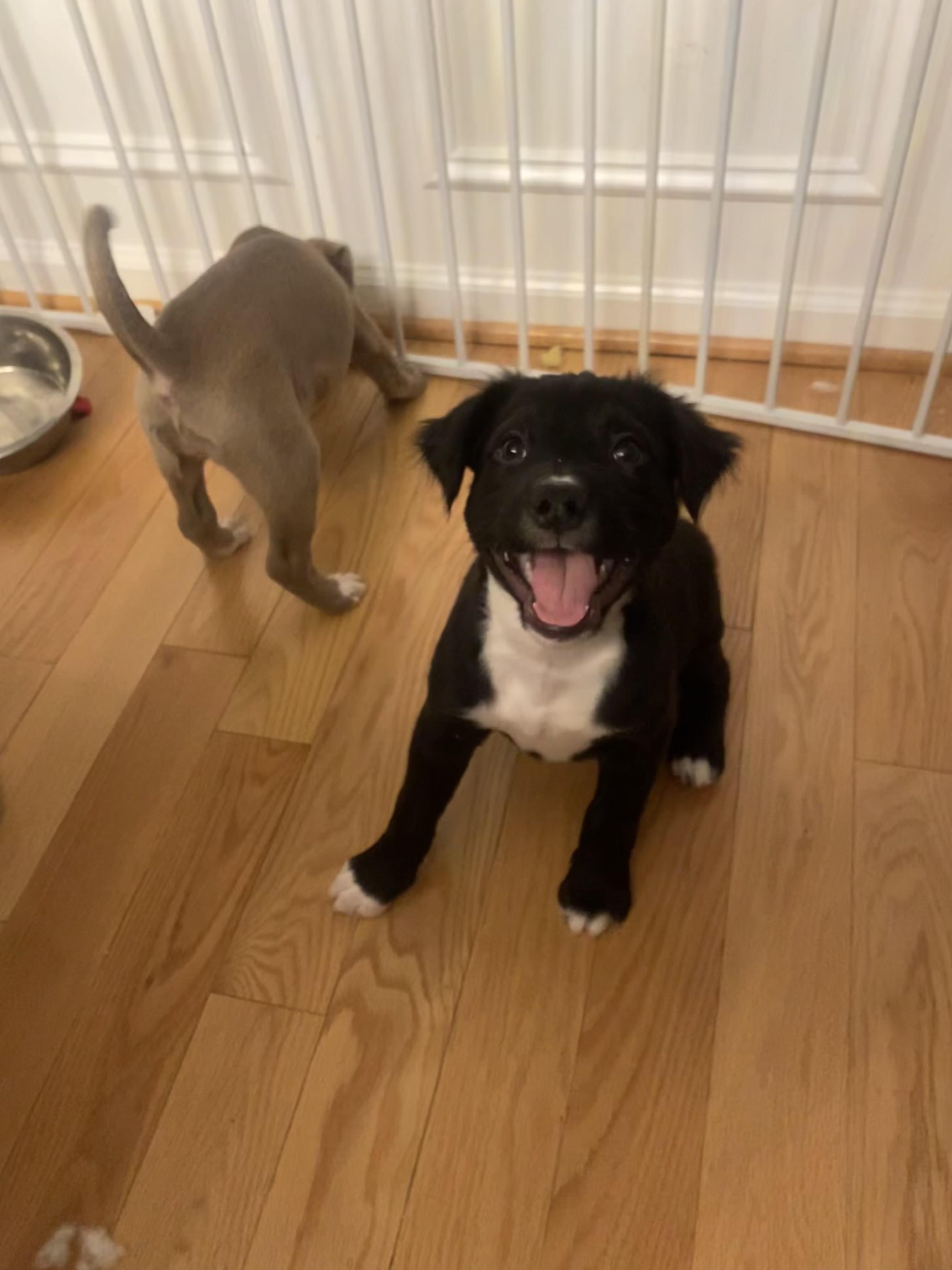 Enlarge Dark Stalker , an adopted Mixed Breed in Millersville, MD image 2/6