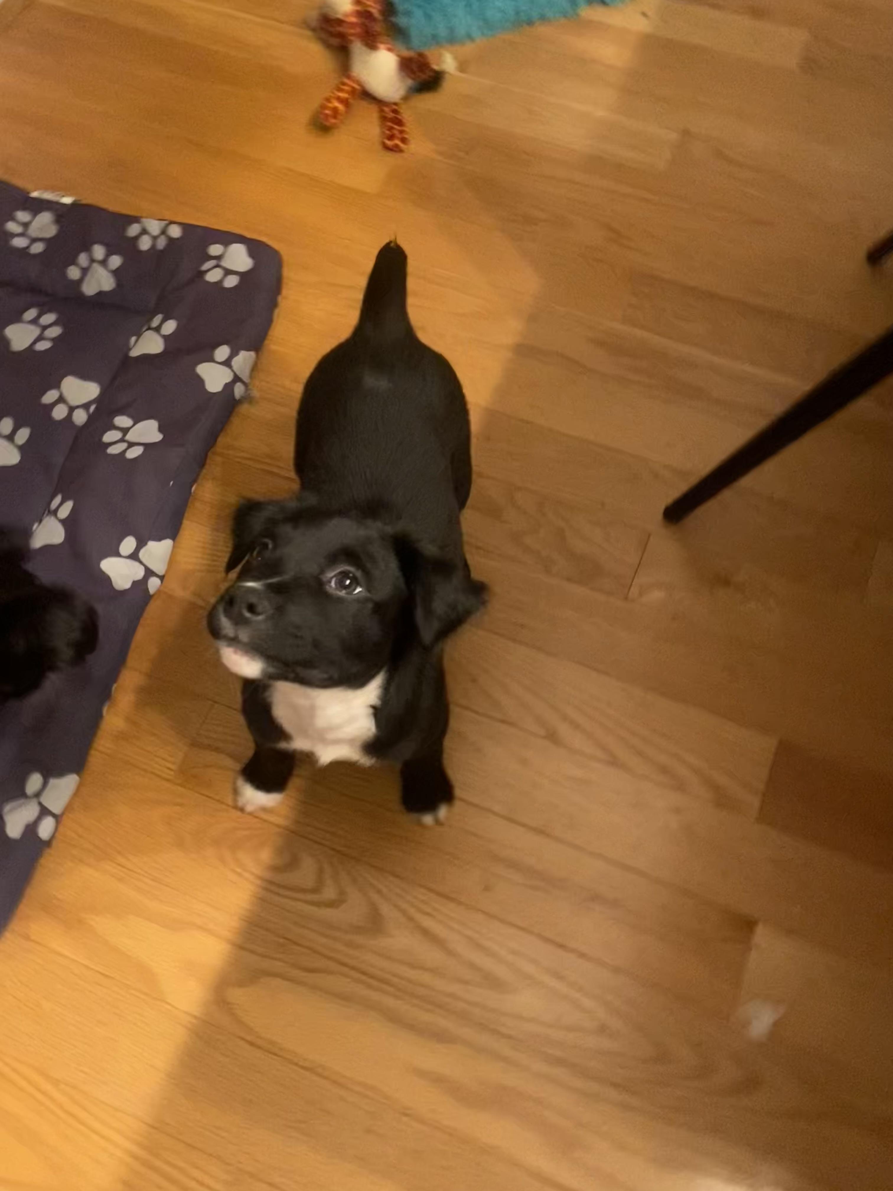 Enlarge Dark Stalker , an adopted Mixed Breed in Millersville, MD image 5/6