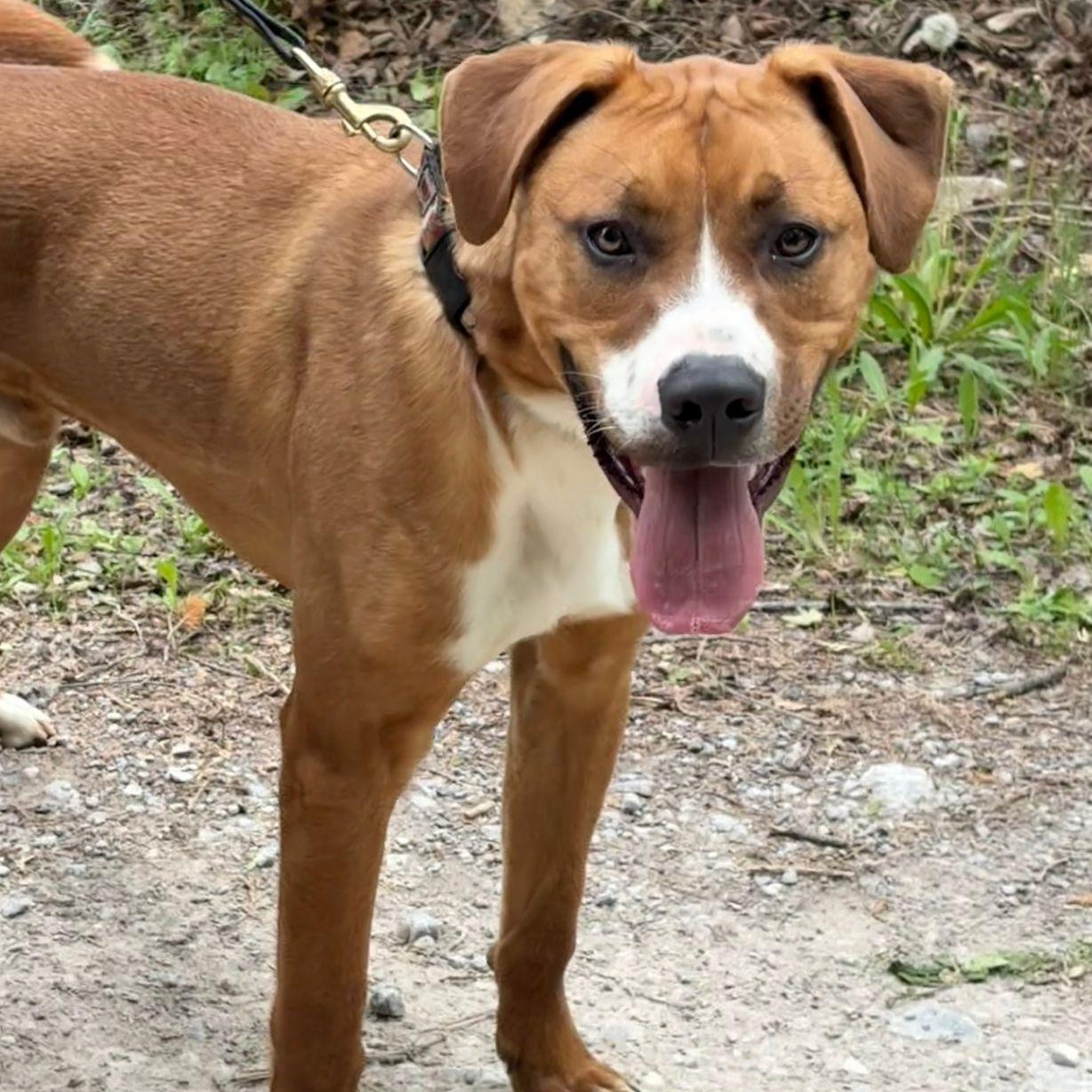 Enlarge William, a Adoptable mixed breed in Hamilton, ON image 3/6