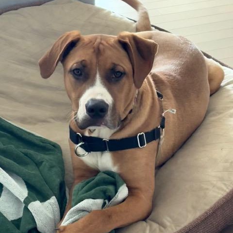 Enlarge William, a Adoptable mixed breed in Mississauga , ON image 1/6