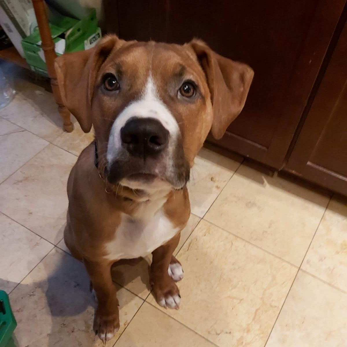 Enlarge William, a Adoptable mixed breed in Mississauga , ON image 2/6