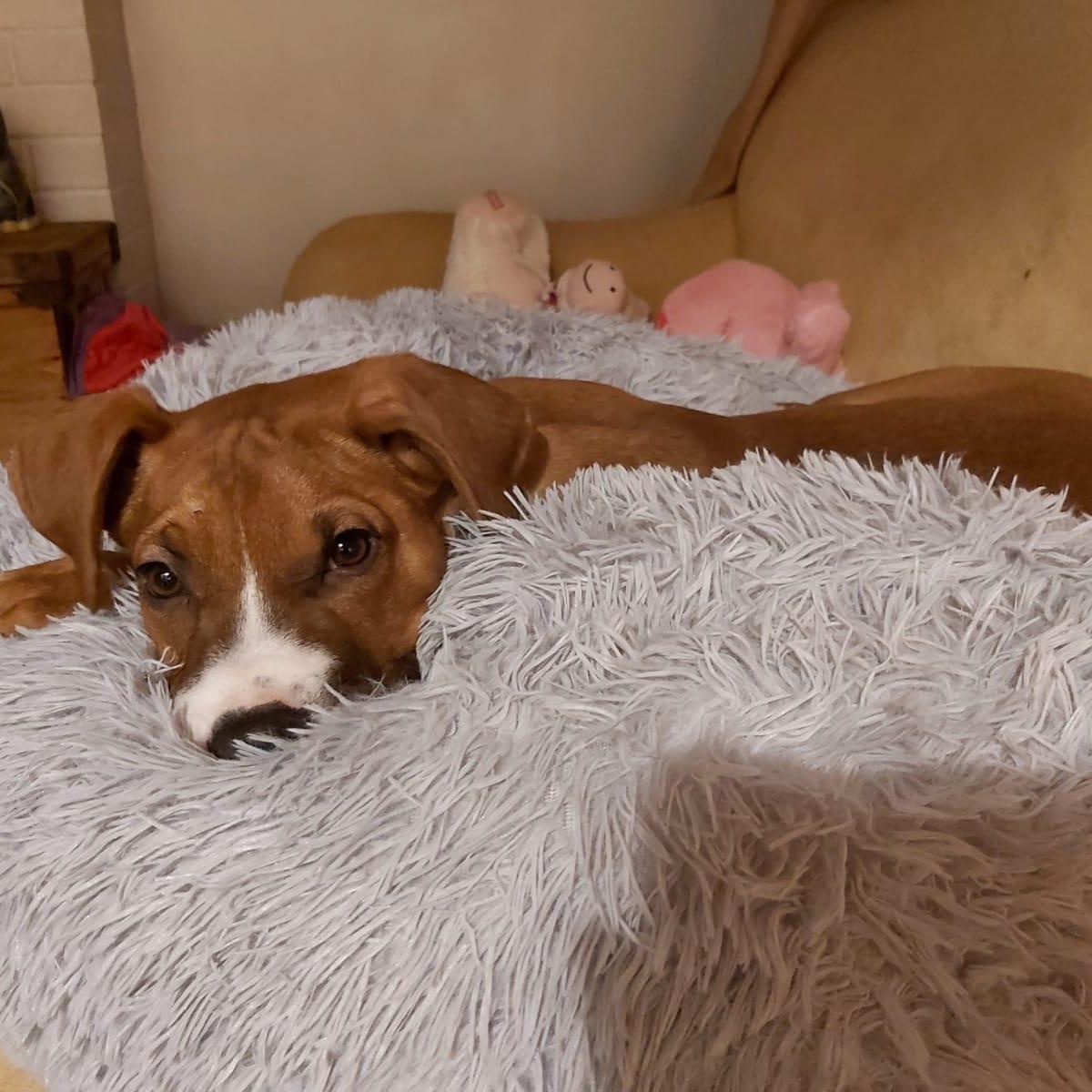 Enlarge William, a Adoptable Boxer in Hamilton, ON image 4/6