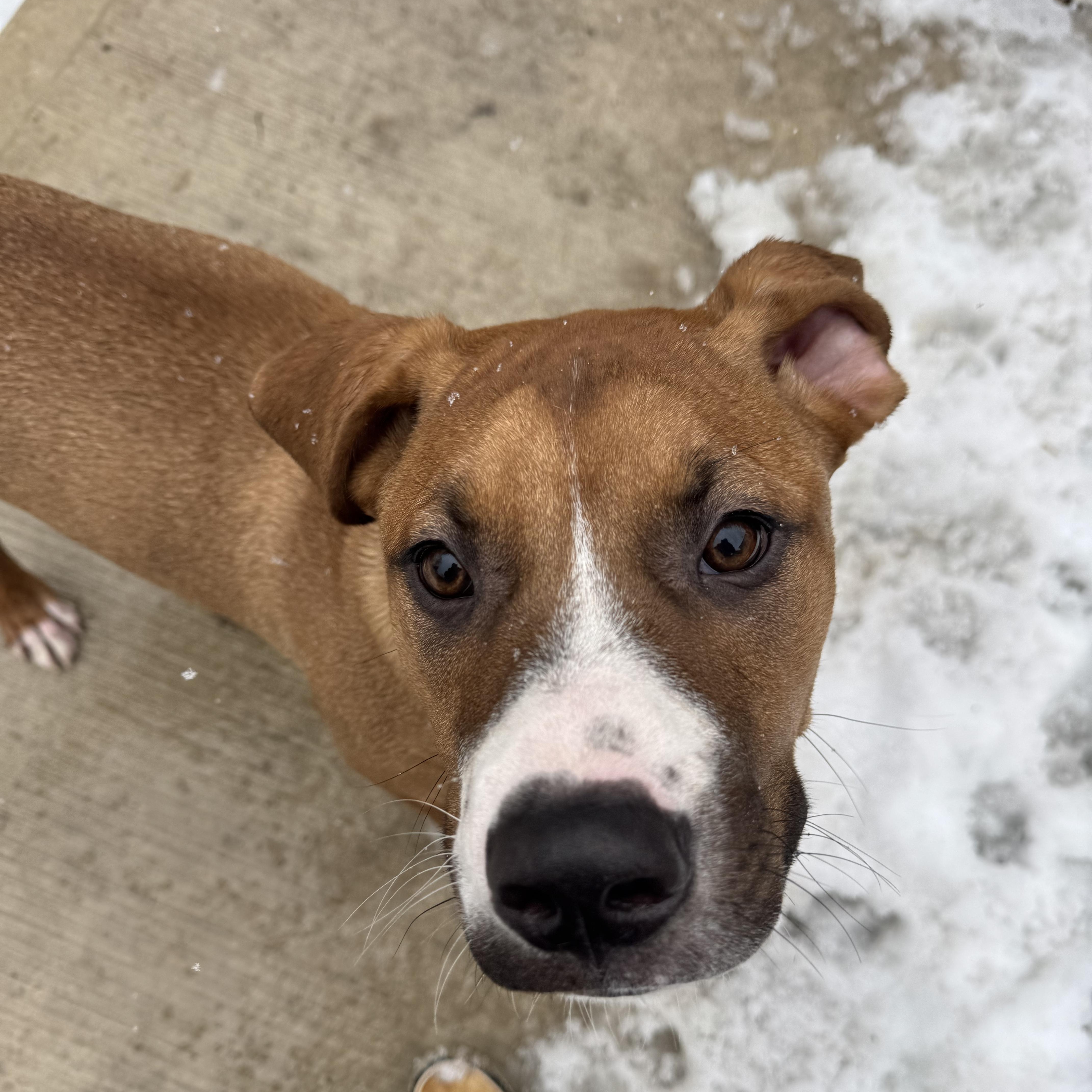 Enlarge William, a Adoptable mixed breed in Mississauga , ON image 3/6