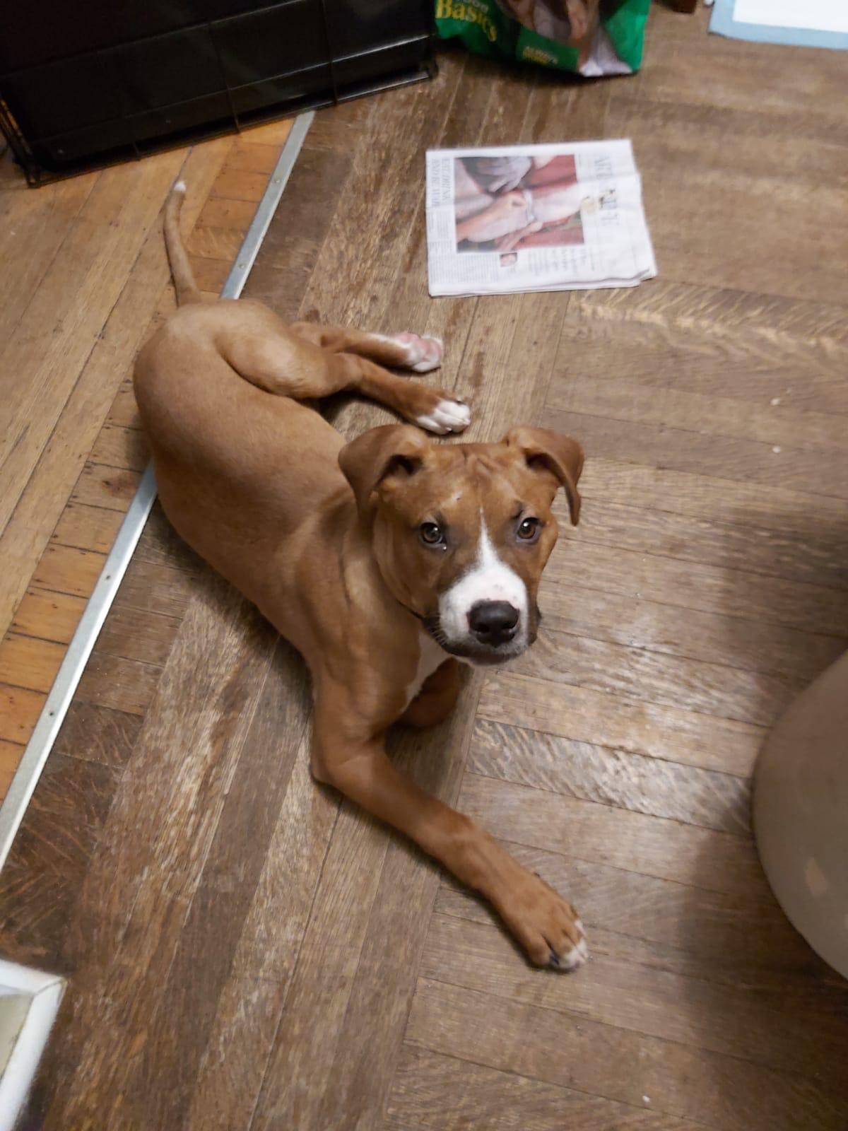 William, Adoptable, Puppy Male Boxer.